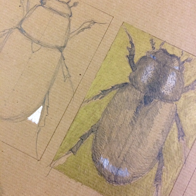 Drawing of an insect