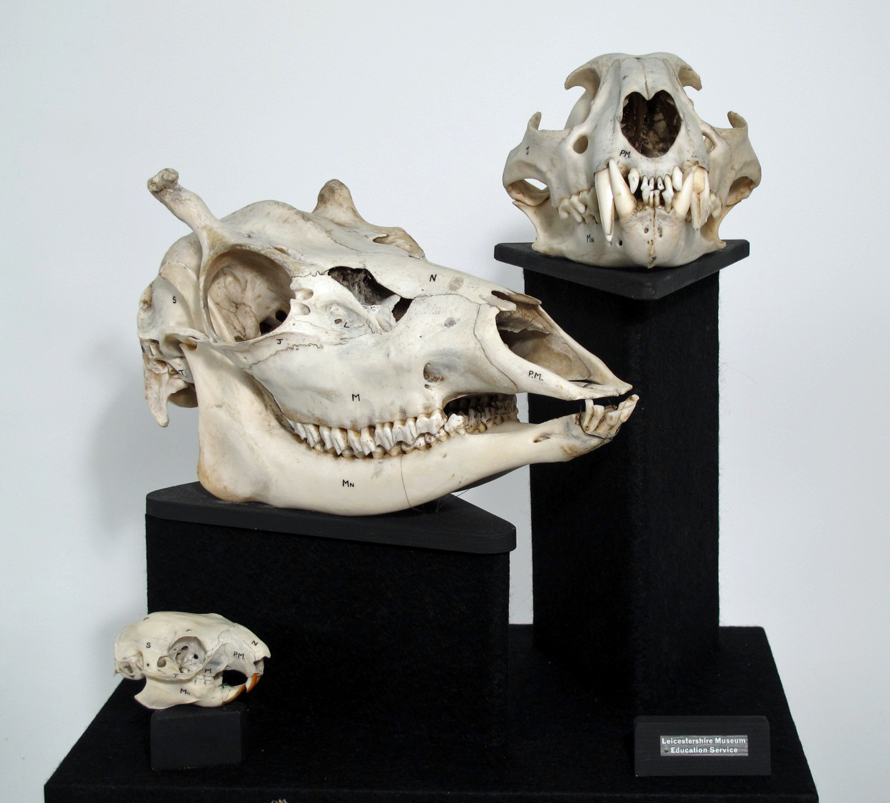 photo of Animal skulls