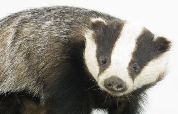 Photo of a Badger