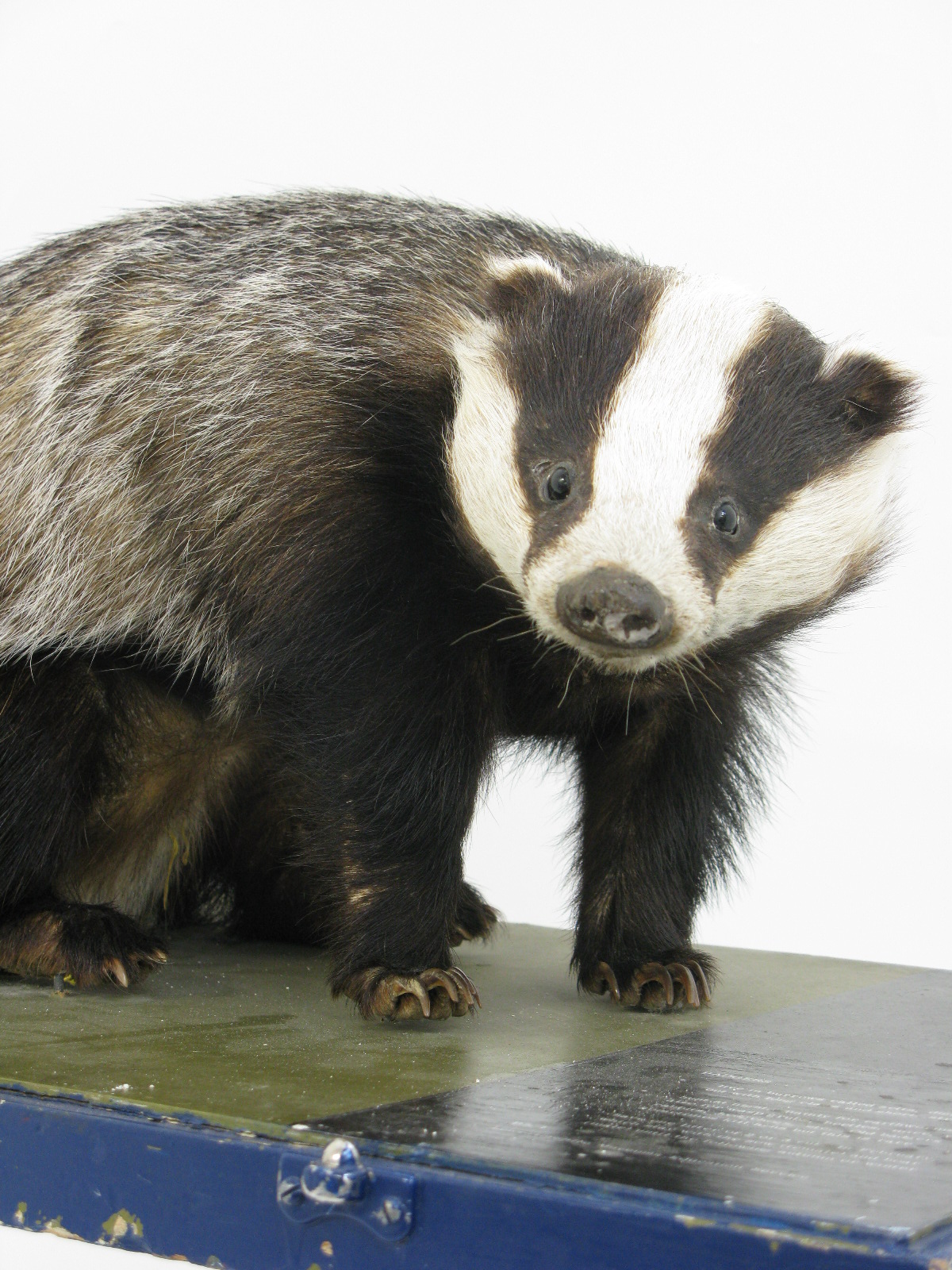 Photo of a Badger