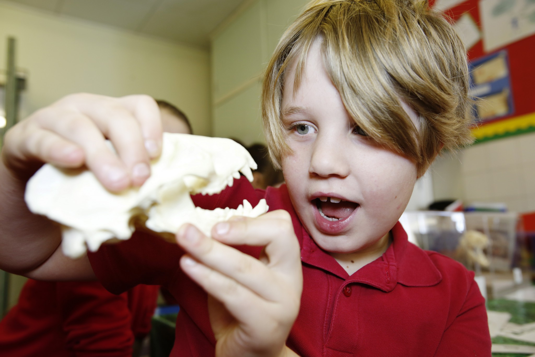 Photo of a child holding an animal skull