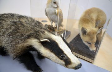 Photo of a taxidermy owl, fox and badger