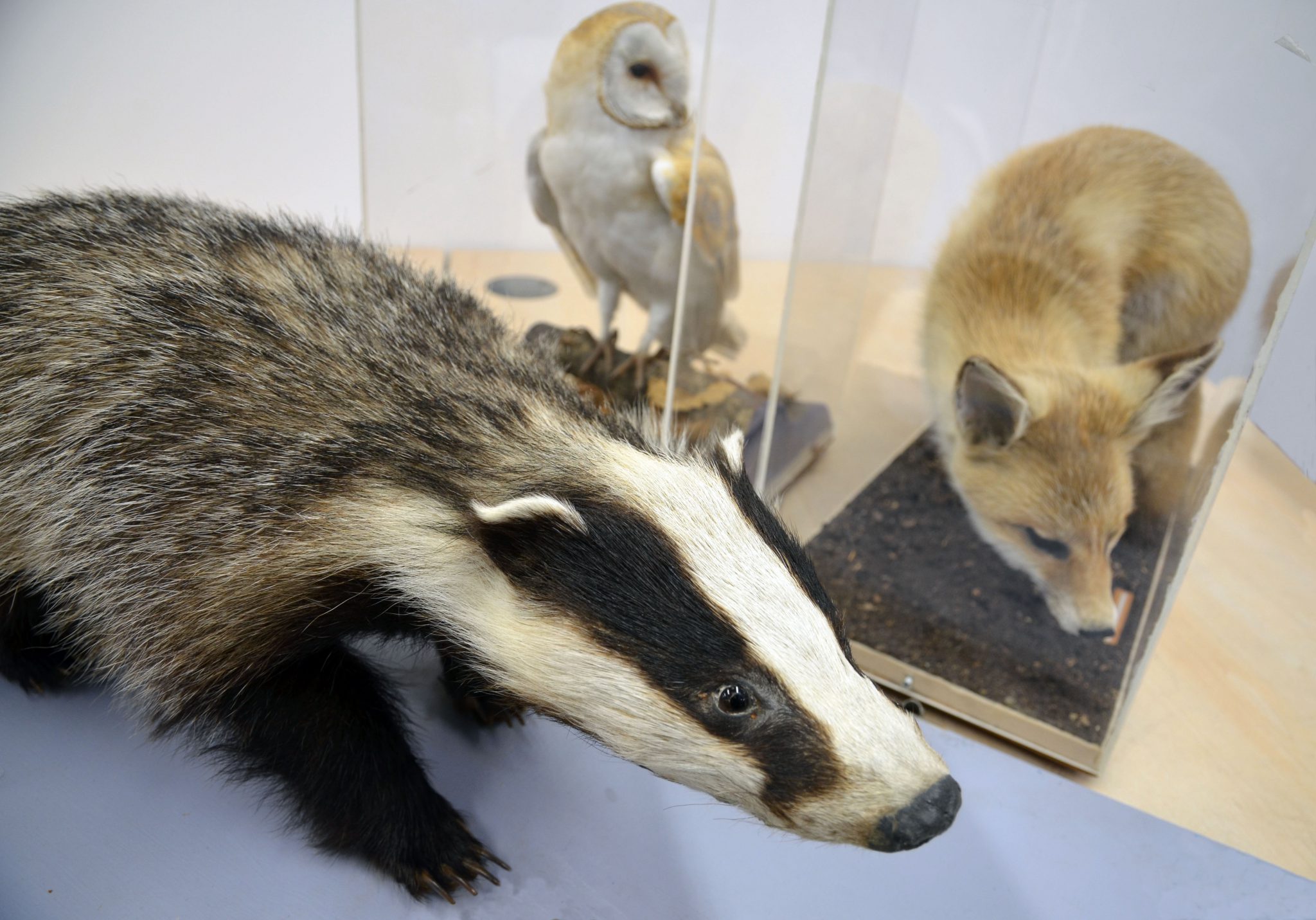 Photo of a taxidermy owl, fox and badger