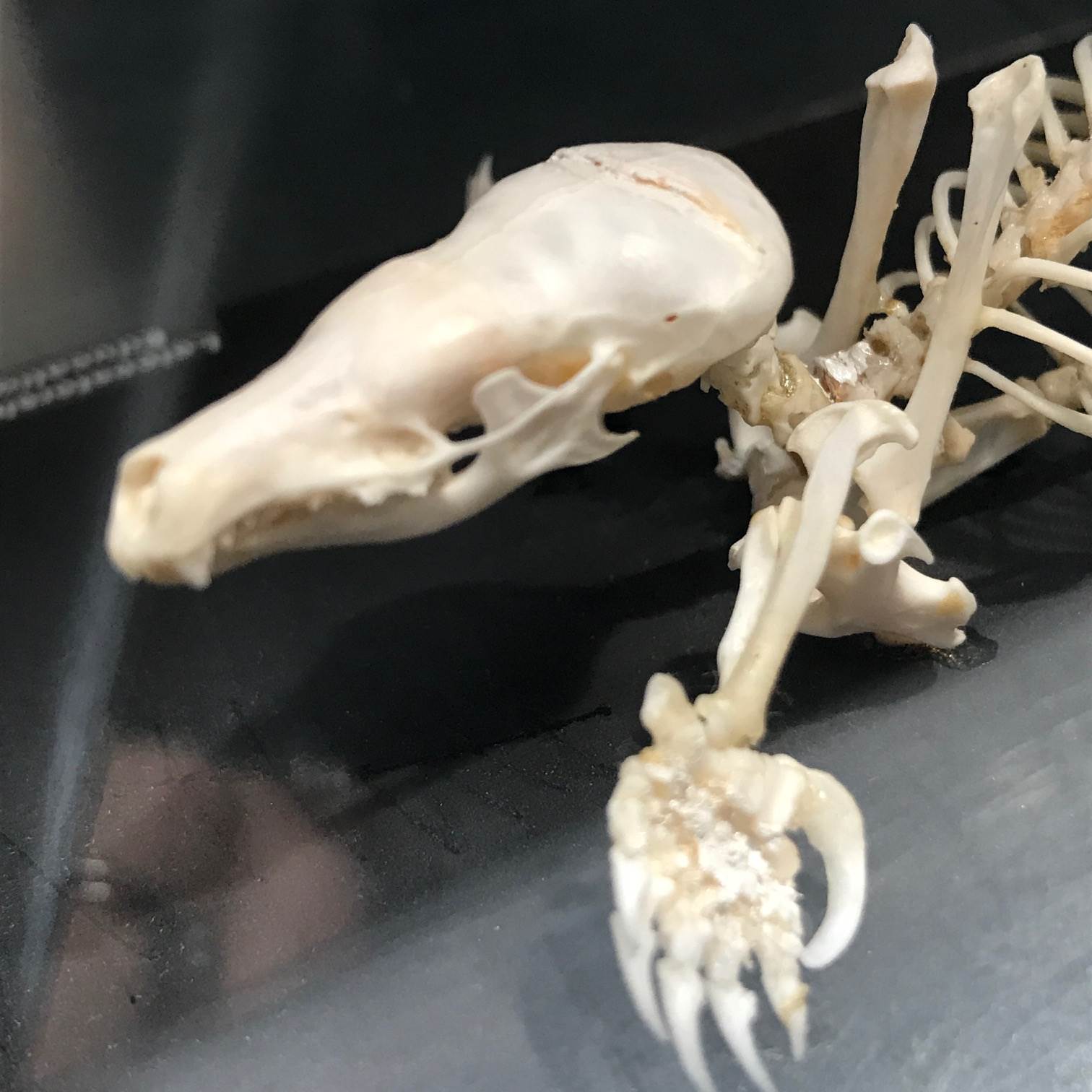 Photo of a mole skeleton
