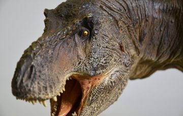 Photo of a T Rex replica artefact