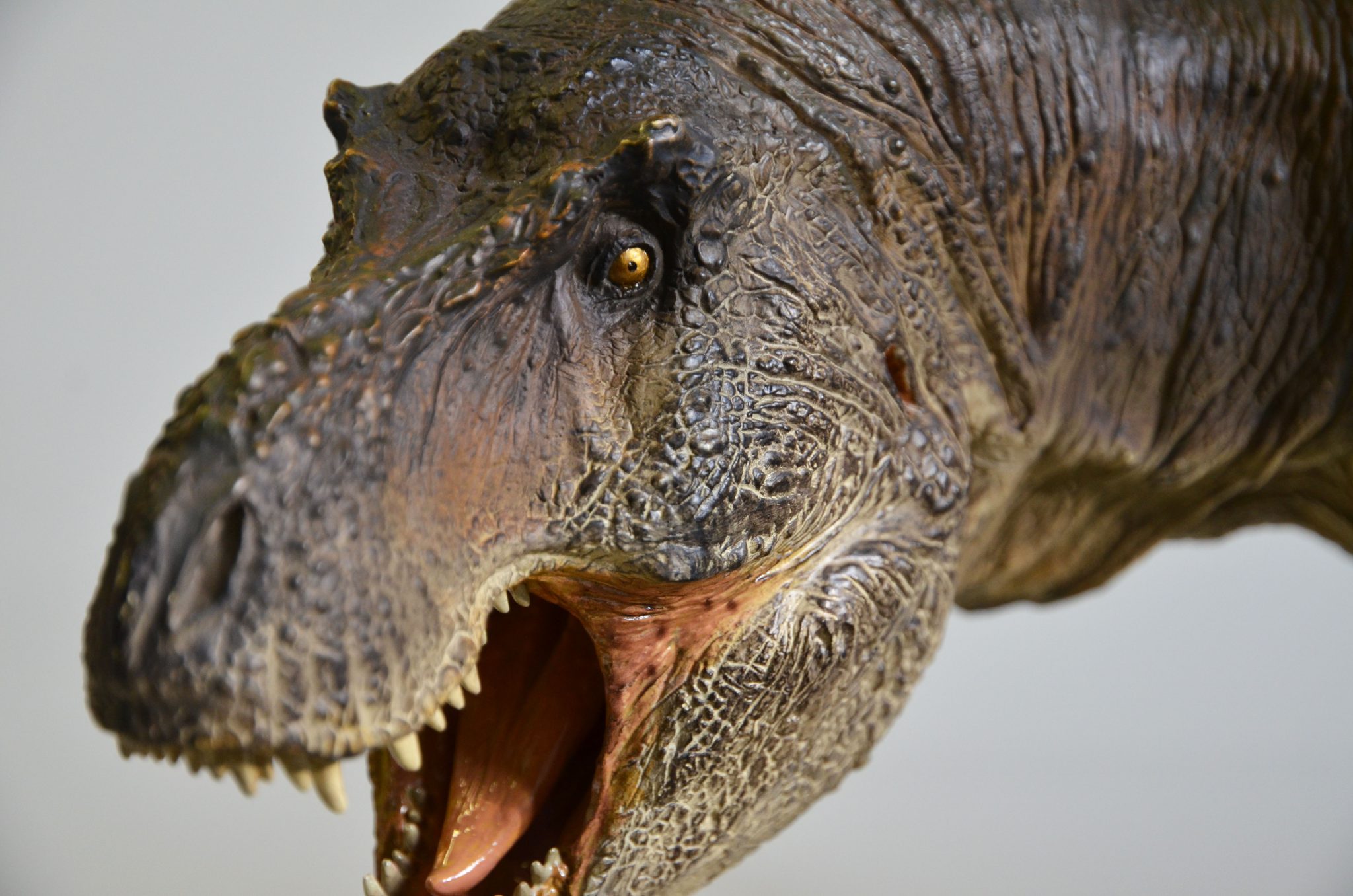 Photo of a T Rex replica artefact
