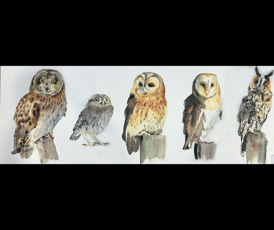Painting of different owls
