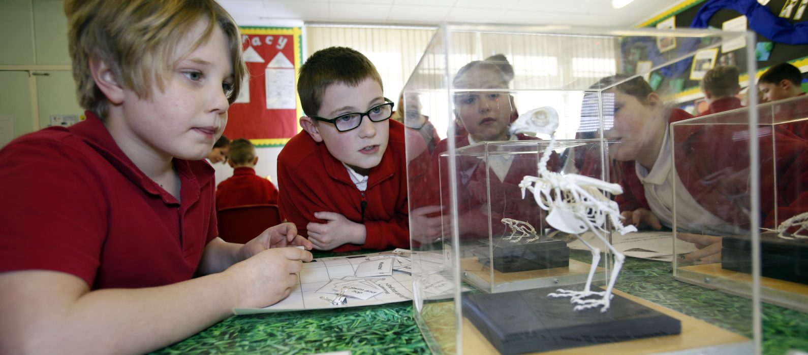 Photo of children looking at a bird skeleton