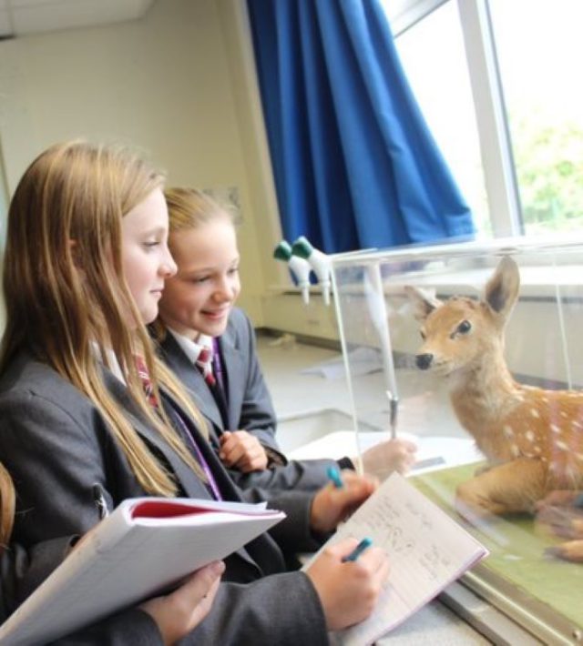 Students drawing a deer