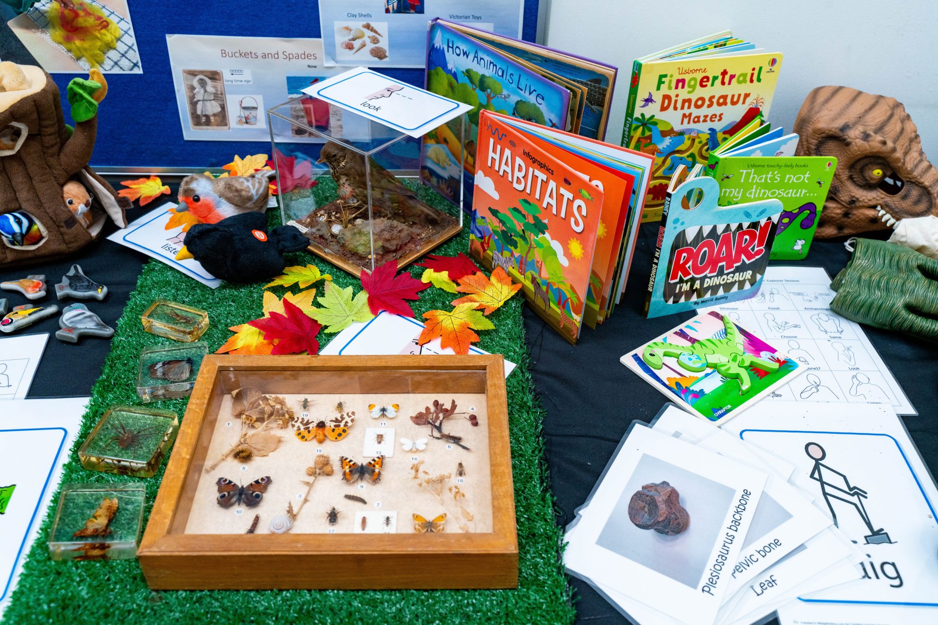 Image of a variety of butterflies and books