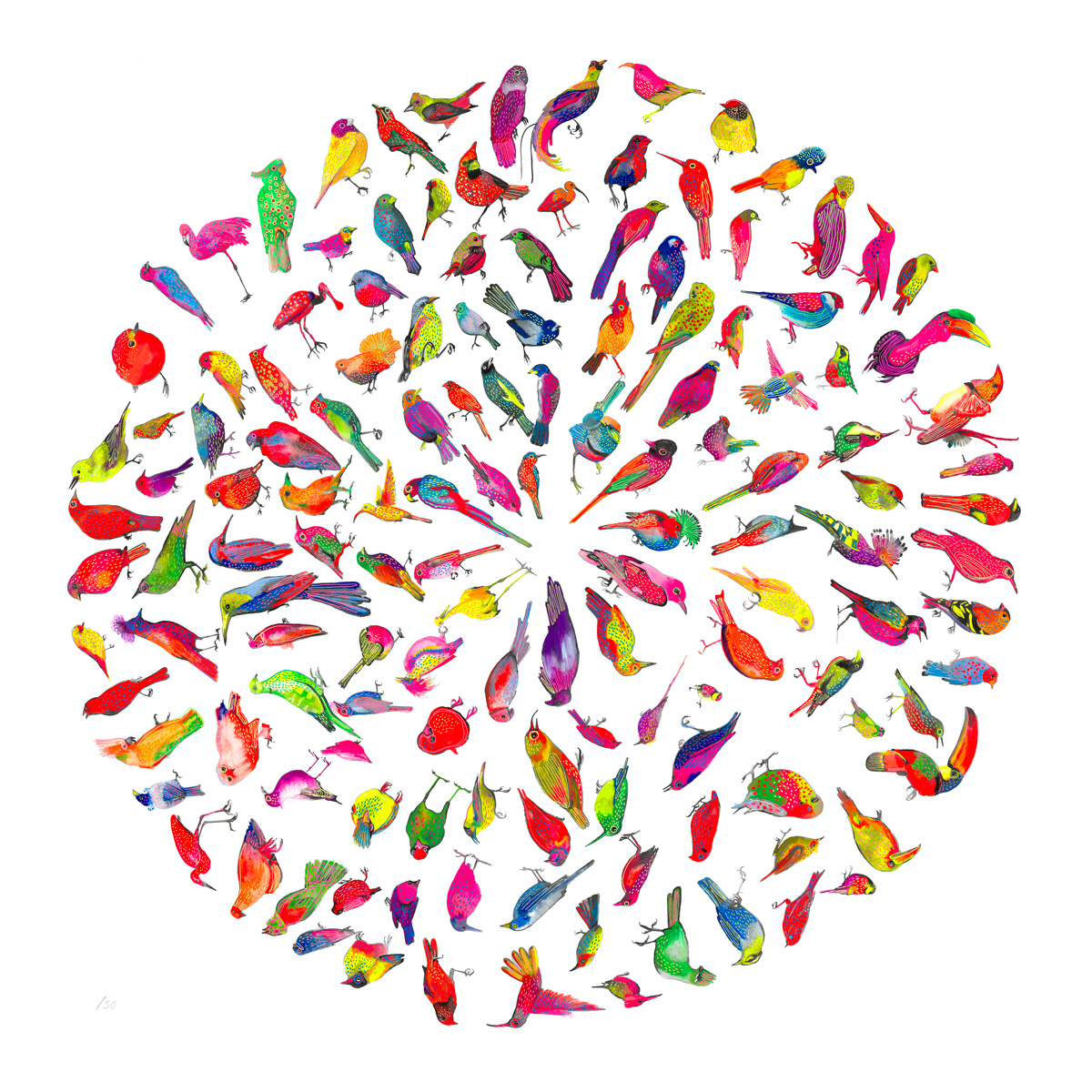 Image of colourful birds